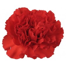 Carnations - Red